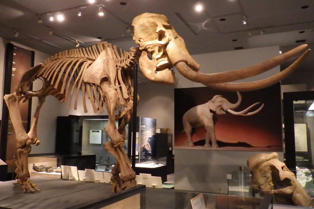 🏛️ 치바 현립 중앙박물관 (지바켄리쓰 주오하쿠부쓰칸) 이미지 6